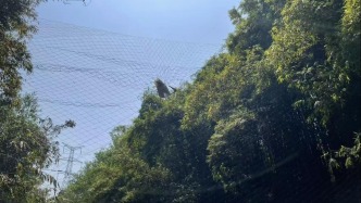 天府新区鹿溪河有人私自设网捕鸟，律师：涉事者或担刑责