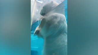 近距離感受北極熊有多大