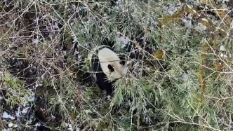 巴適！野生大熊貓獨(dú)坐林中啃竹筍