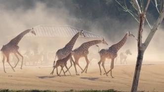 在大草原遷徙的DNA動了！長頸鹿斑馬在動物園里狂奔