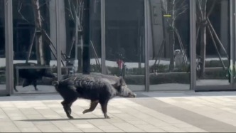 在青浦街頭狂奔的野豬去向如何？林業部門：仍在抓捕中