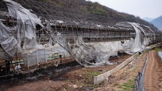 韓國山火已致30人死亡，受災面積已超韓國歷史最高水平
