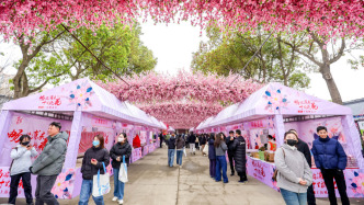 春日賞花又上新：上海桃花節(jié)開幕，首次聯(lián)動“八鎮(zhèn)兩區(qū)域”