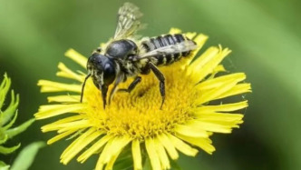 城市里春花烂漫的另一面：昆虫们过得怎么样？