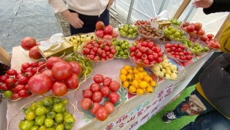 番茄又出新品種，上海金山區番茄種植年產值超7000萬元