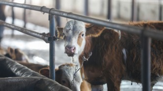 商务部召开进口牛肉保障措施案听证会，75家利害关系方参加