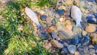 大理回應洱海邊現死魚：魚類“越冬綜合癥”導致，屬自然現象