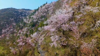 大美中國丨湖北崇陽十萬畝野櫻花盛放為青山披上“霞衣”