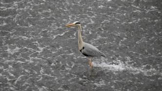 成都九眼桥苍鹭走红，站桩式捕鱼堪称超松弛“钓鱼佬”