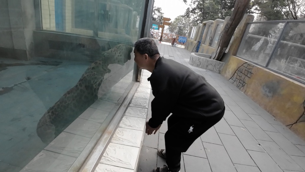 小浪花Zoo Walk丨放心不下“豹警官”，休假饲养员常回来看望