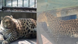 小浪花Zoo Walk丨“豹警官”真的瘦了，飼養員說“我和它一起運動”