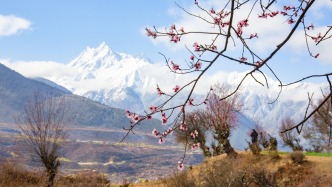 直播丨西藏林芝第二十二屆桃花旅游文化節開幕式