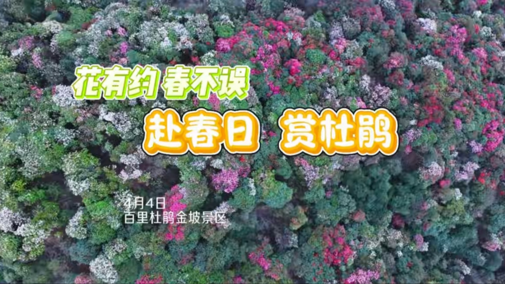 花有约、春不误，毕节百里杜鹃金坡景区杜鹃花色浅浓