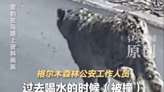 青海格尔木国道上发现雪豹尸体，当地警方初步判断系遭车辆撞击