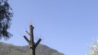 250年古樹被砍成“禿頭”，四川旺蒼林業局稱已立案調查