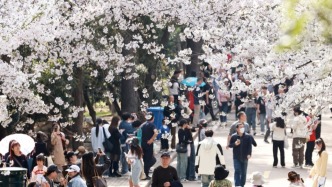 從一朵花的無限加法，讀懂“春日經濟”密碼