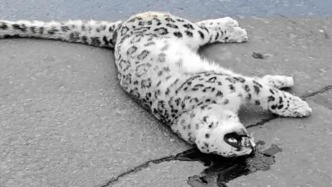 格爾木林草局通報國家一級保護動物雪豹身亡：正在調查死因