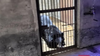 邯鄲黑熊出逃：管理漏洞映射民營動物園經營困境