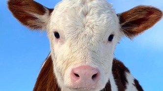內(nèi)蒙古牧民曬出自家動物“藍底照”，萌翻網(wǎng)友