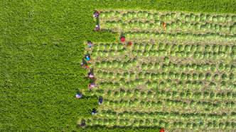 农业农村部负责人就《加快建设农业强国规划（2024—2035年）》答问