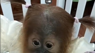 河南沁阳一动物园猩猩幼崽穿衣扎辫引热议，园方称为保暖好看