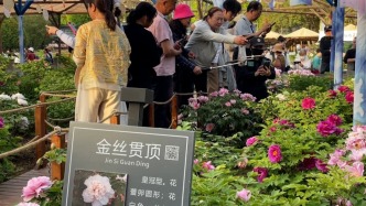 洛陽網紅牡丹“金絲貫頂”盛開，保安幫游客免費“代拍”