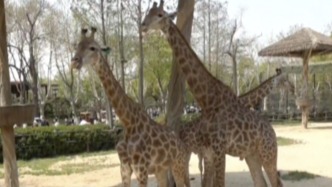 動物“萌主”春日營業中丨動物界的“模特”！腿長、血壓高的長頸鹿，優雅竟是因順拐