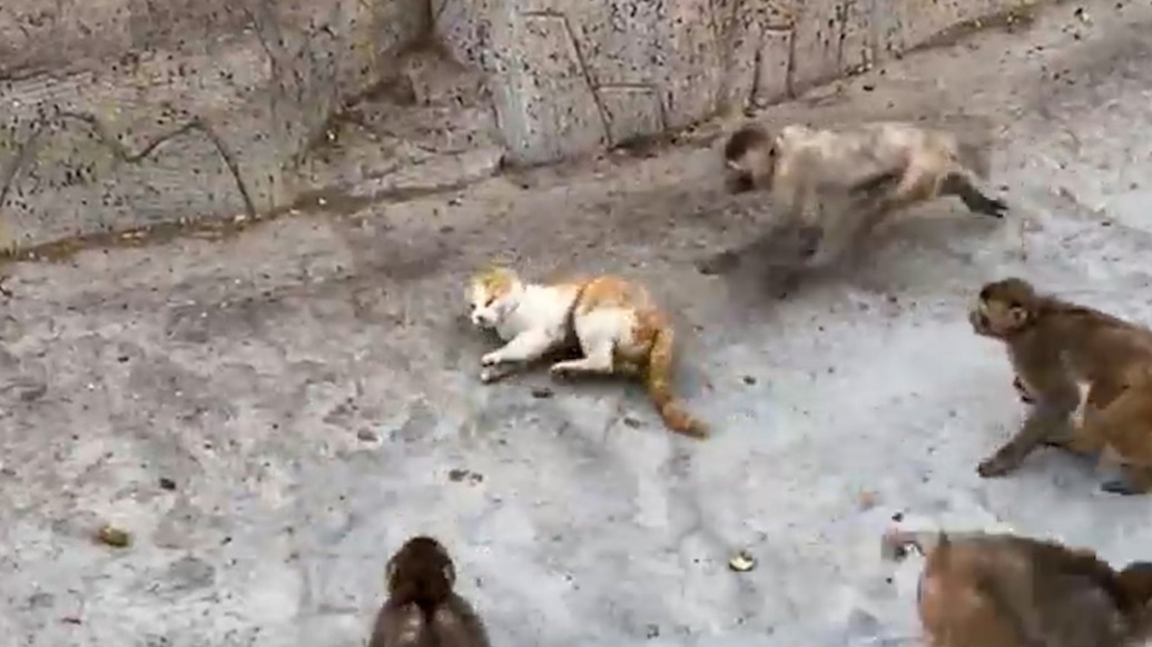 猴園內群猴追逐拖拽橘貓,動物園:貓未受傷,檢查后將放生