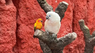 兩只鸚鵡“相依為命、孤苦伶仃”？北京野生動物園回應