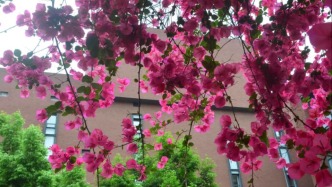 三角梅的“花”，不是真正的花