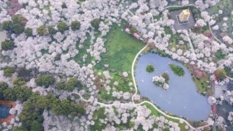 一較“春色”背后，誰在搶奪武漢的“流量”？