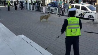 甘肅白銀一只狼跑上大街，動物園：已抓獲回園，門沒關好導致