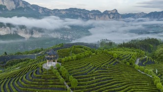 “一片绿叶”，如何撬动恩施百亿茶产业？