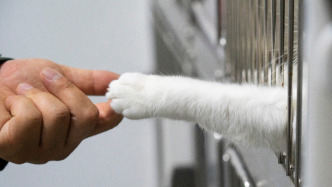 1万元买的猫患病经治疗后“安乐死”，法院：猫贩退赔1.8万余元