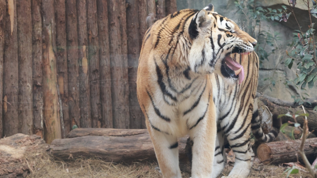 小浪花Zoo Walk丨紅山動物園有條“天貓通道”