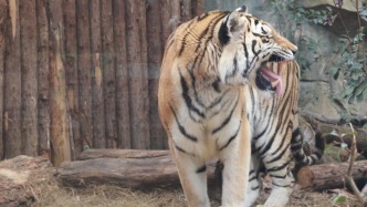 小浪花Zoo Walk丨紅山動物園有條“天貓通道”