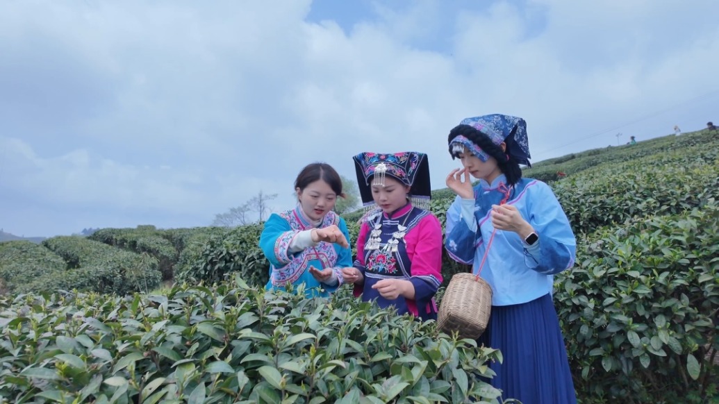 打卡中国| “一叶富万民”,到贵州都匀品毛尖春茶