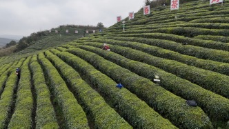 上春山品春茶，贵州春日别样悠然