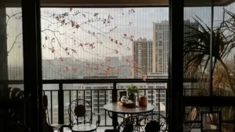 中式寫意具象化了！廣東大哥用5年半在陽臺養(yǎng)出三角梅“立體花畫”
