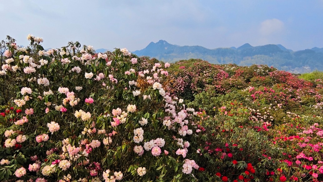 打卡中国|花期已至,毕节百里杜鹃成花海
