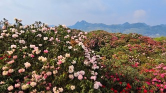 打卡中国｜花期已至，毕节百里杜鹃成花海