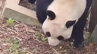 打針打瘸大熊貓一條腿？紅山森林動物園：大熊貓正在恢復中