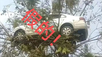 明辨丨四川宜賓一駕校“學員將車開上樹”？駕校為引流擺拍