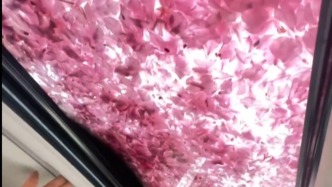 大美中國(guó)丨一夜春雨，櫻花落滿(mǎn)車(chē)頂