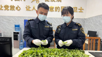 男子手拎981株罂粟苗入境云南被查，清点时铺满海关查验台