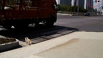 萌犬守交規(guī)VS貨車闖紅燈，小狗：那輛貨車闖紅燈了？