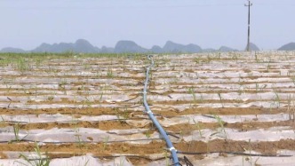 廣西旱情如何？農業廳：近半數農田墑情不足至干旱，本月降雨將漸增
