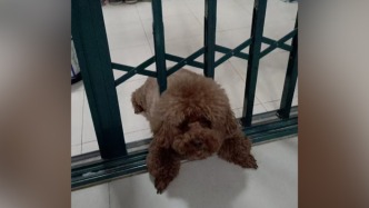 長(zhǎng)胖的泰迪犬鉆鐵柵欄被卡，主人報(bào)警找消防救出