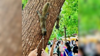 西湖邊的松鼠被游客投喂發胖，網友：松鼠快成“松豬”了