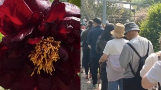 “黑成煤球的牡丹”你見過嗎？游客排長隊觀賞